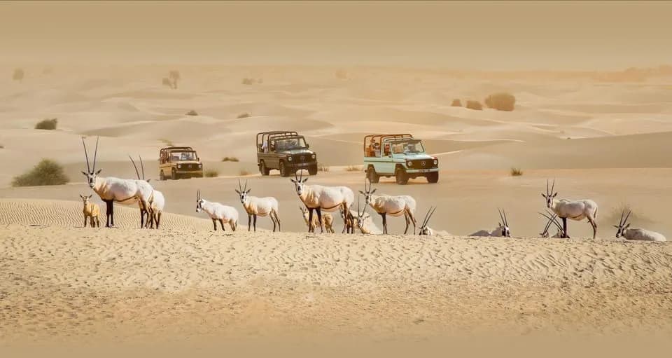 Dubai: Morning Heritage Safari by Vintage G-Class &amp; Al Marmoom Oasis - Image 10